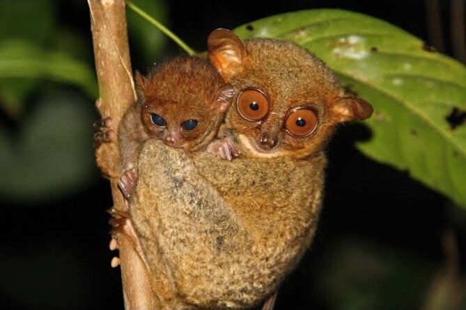 2025 Tarsier, Waterfalls & Chocolate Hills Tour - A 4–6 hour Bohol hit: what you get for $65