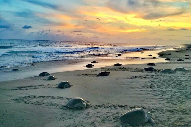 4-in-1 Tour - Mazunte,Cacao Factory, La Ventanilla & Turtle Spawn - Key Highlights You’ll Actually Feel During the Day