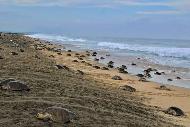 4-in-1 Tour - Mazunte,Cacao Factory, La Ventanilla & Turtle Spawn - Mazunte Co-Op: A Conservation-Driven Community You Can See with Your Own Eyes