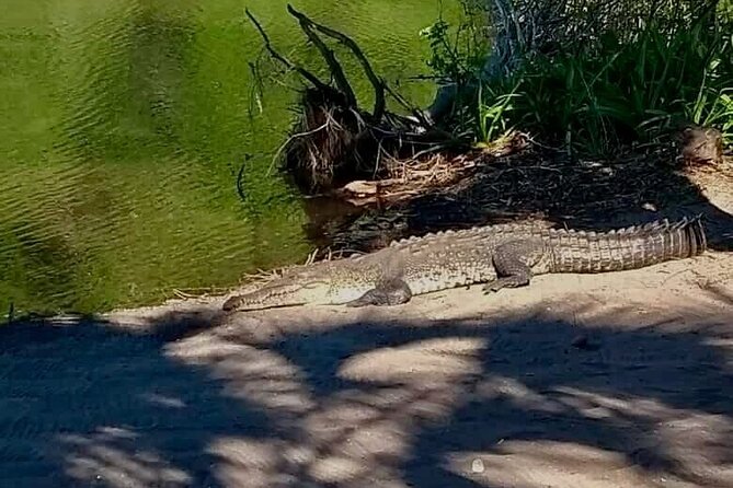 4-in-1 Tour - Mazunte,Cacao Factory, La Ventanilla & Turtle Spawn - Turtle Spawning at the End: Hundreds of Turtles, Real Nature, and Good Etiquette