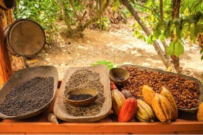 4x4 Dominican Adventure with Chocolate and Coffee Tasting - Chocolate, Coffee, and Mamajuana/Ron Tasting: What’s Included and What to Expect