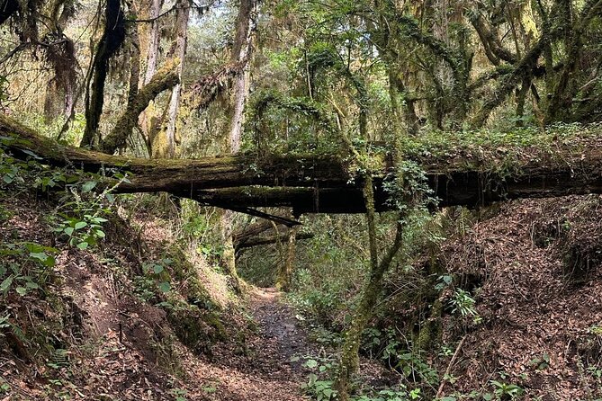 Amazing Walk through the Zapotec Mountains with Hot Chocolate - Zapotec Mountains Hike, Minus the City Noise