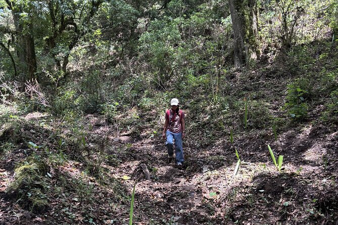 Amazing Walk through the Zapotec Mountains with Hot Chocolate - Guide Matters: Iván’s Plant Stories and Marianna’s Friendly Nature Walk