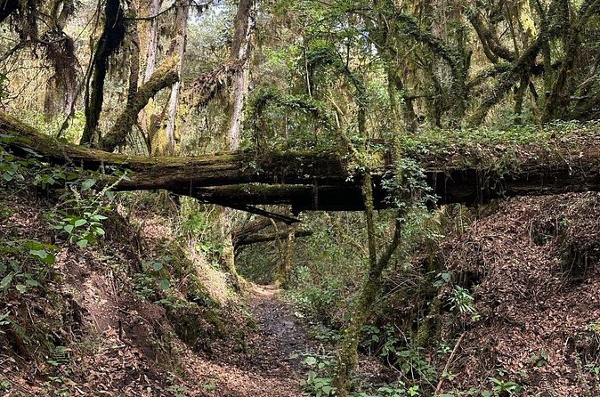 Amazing Walk through the Zapotec Mountains with Hot Chocolate - Who Should Book This (and Who Should Skip It)