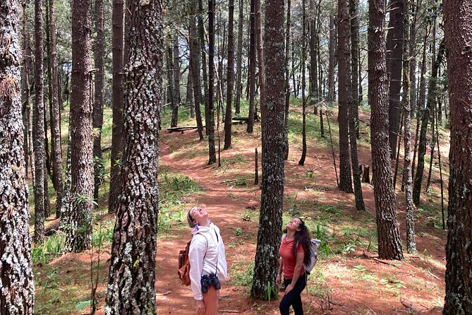 Cacao day experience from the wood to your cup! - Las Animas at El Punto: Molinillo Fabric and Lunch on Your Own