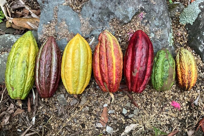 Cacao day experience from the wood to your cup! - Ixtepeji Pine Forest Hike: Homemade Cacao With a View