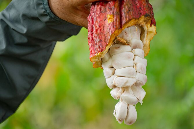 Cacao Farm Excursion Day Trip from Guayaquil - From Guayaquil hotel pickup to a true cacao working farm