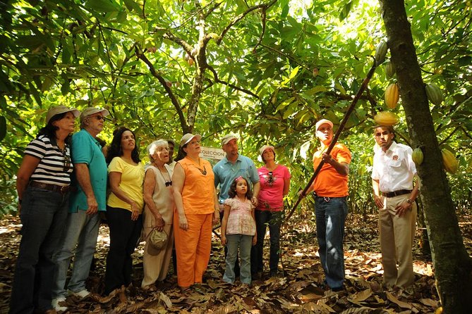 Cacao Plantation and Chocolate Factory Tour- Chocolate Lovers - Your chocolate buffet lunch and hot chocolate cup