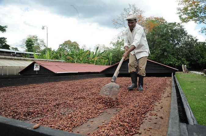 Cacao Plantation and Chocolate Factory Tour- Chocolate Lovers - FAQ