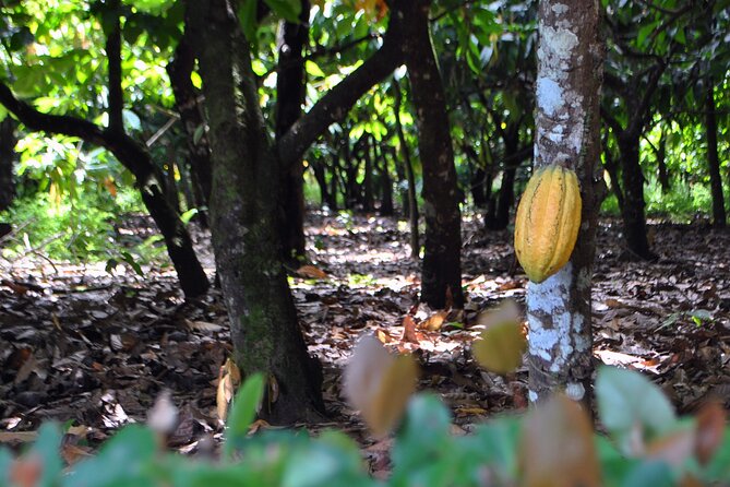 Cacao Plantation and Chocolate Factory Tour- Chocolate Lovers - La Esmerelda factory tour: how cacao becomes a chocolate bar
