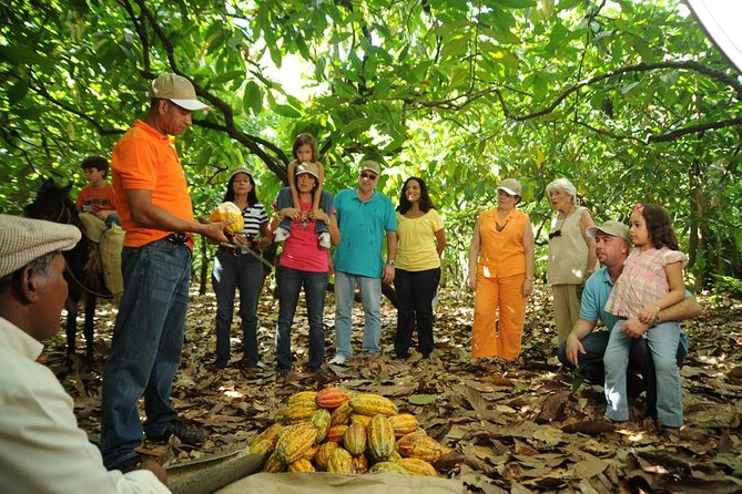 Cacao Plantation and Chocolate Factory Tour- Classic - Key takeaways before you go