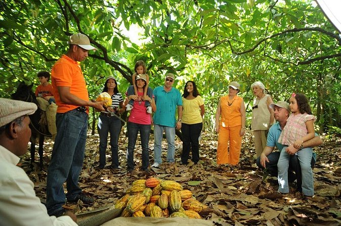 Cacao Plantation and Chocolate Factory Tour- Classic - Lunch buffet with local hot chocolate: a smart finish