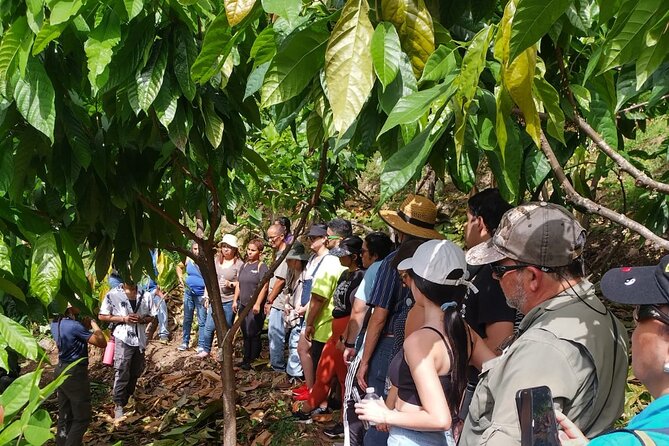 Cacao Walking Tour in Puerto Rico - Walking Through a Working Cacao Farm, Not a Museum Tour
