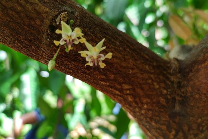 Cacao Walking Tour in Puerto Rico - Tasting Cacao Fruit Straight From the Tree