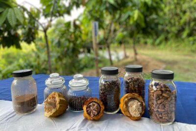 Cacao Walking Tour in Puerto Rico - The Live Harvesting Moment and Why It Matters