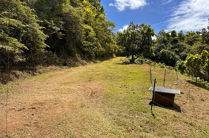 Cacao Walking Tour in Puerto Rico - Cacao Husk Tea: A Different Way to Taste the Plant