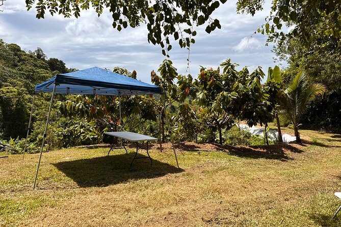 Cacao Walking Tour in Puerto Rico - Snacks, Bottled Water, and a Farm Walk That Still Feels Manageable