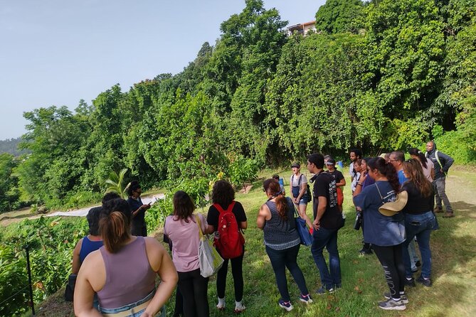 Cacao Walking Tour in Puerto Rico - Price and Value: Why $35 Makes Sense Here