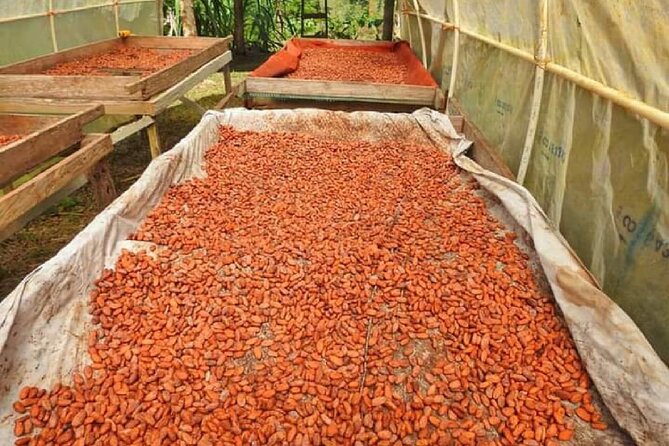Chocolate and Farm Tour with local Tico family - Why a local cacao and farm tour beats the usual chocolate stop