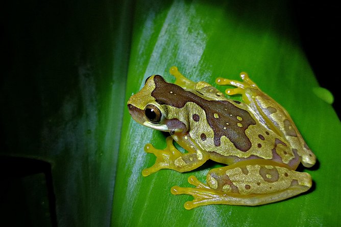 Chocolate and Night Tour in La Fortuna - Key things that make this tour worth your time