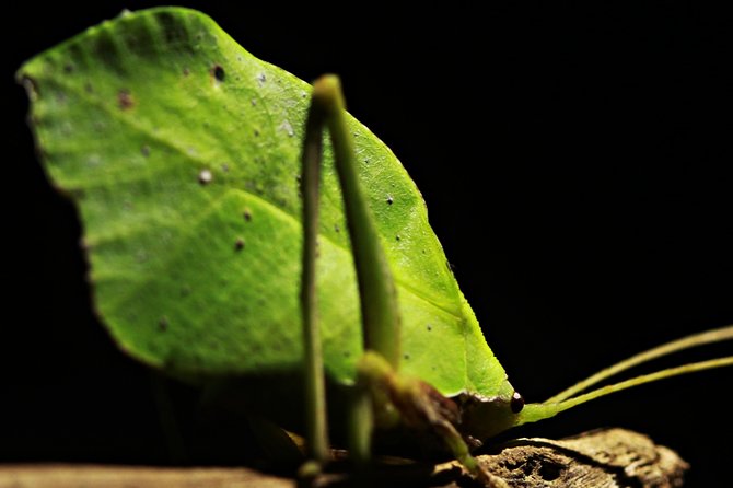 Chocolate and Night Tour in La Fortuna - Who this tour fits best (and who might feel disappointed)