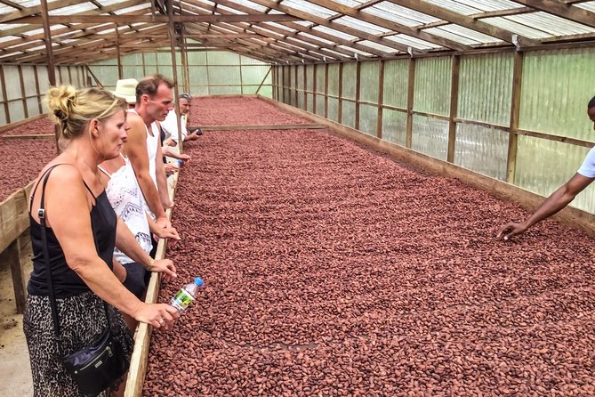 Chocolate Factory Belmont Estate, Annandale Falls & Grand Etang Lake Tour - Price Check: Is $165 Worth It?