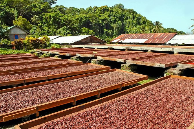 Chocolate Factory Belmont Estate, Annandale Falls & Grand Etang Lake Tour - Weather, Tickets, and Small Gotchas to Plan For