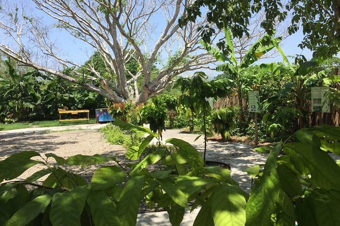 Chocolate Tour in Vallarta - Price and Logistics in Puerto Vallarta: The One Part to Plan