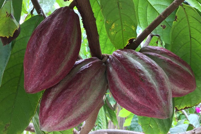 Chocolate Tour in Vallarta - The Hour-Plus Itinerary: From Pod to Your Take-Home Bar