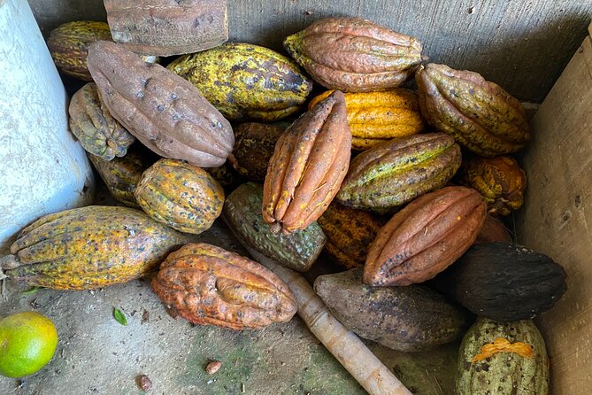 Chocolate tour near Medellin - From Medellín Pickup to the Cocoa Highlands: How the Day Flows
