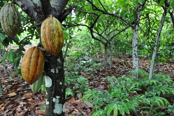 Cocoa & Artisan Chocolate Route with an Historical Tour in Puerto Plata City - Hacienda Cufa cocoa, Puerto Plata history, and why this combo works