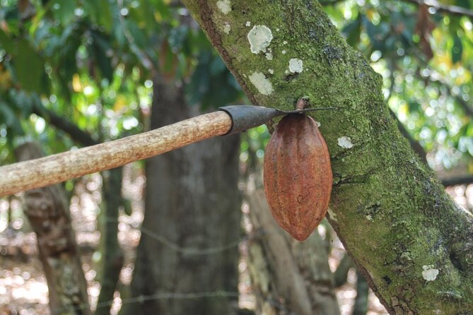 Cocoa & Artisan Chocolate Route with an Historical Tour in Puerto Plata City - Puerto Plata historic center stops: Amber and cacao links, classic streets, and a cathedral pause