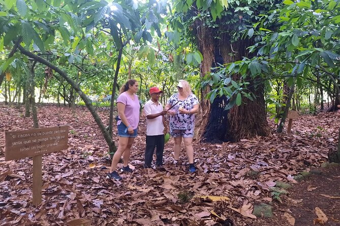 Cocoa & Artisan Chocolate Route with an Historical Tour in Puerto Plata City - The Dominican lunch that makes this tour feel like a real meal