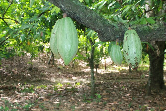 Cocoa & Artisan Chocolate Route with an Historical Tour in Puerto Plata City - Price and value: is $98 a good deal for this Puerto Plata day?