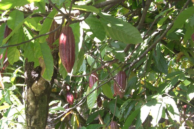 Cocoa & Artisan Chocolate Route with an Historical Tour in Puerto Plata City - Guides, comfort, and the small details that matter