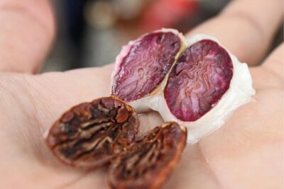 Cocoa farm and Chocolate making! - A Private Cocoa Farm Day Just Outside Guayaquil