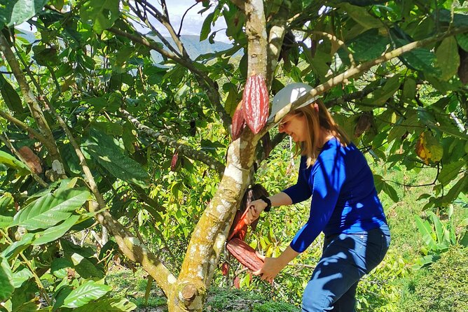 Coffee & Chocolate Private Tour in Medellin: Genuine Experience - Picking beans and learning traditional coffee processing
