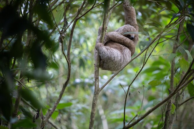 Coffee & Chocolate Tour+Sloths Park & Llanos de Cortez Waterfall - Llanos de Cortes waterfall: the fun swim stop with real footing