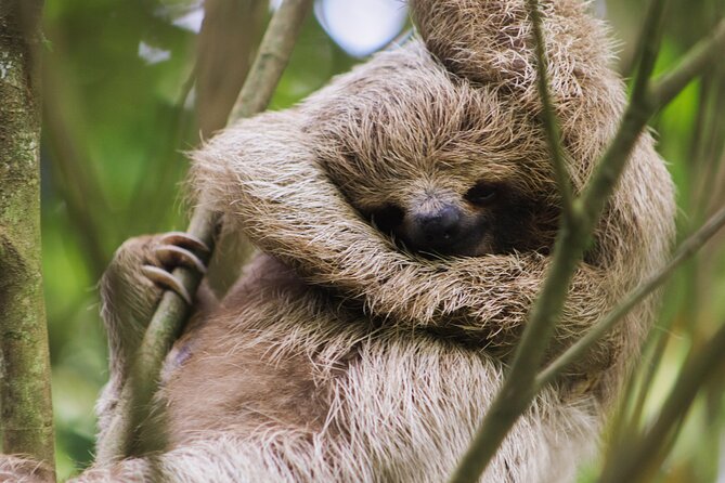 Coffee & Chocolate Tour+Sloths Park & Llanos de Cortez Waterfall - Cafe & Cacao Tour Bijagua: turning coffee and chocolate into a process you remember