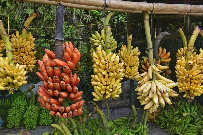 Cuenca to Guayaquil one-way tour with Cajas Park and a Cacao Farm visit - The Cajas National Park start: Laguna La Toreadora and a Polylepis hike (optional)