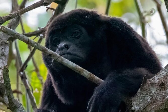Day Trip Churute Howler Monkey Observation and Chocolate Making - Key Highlights at a Glance