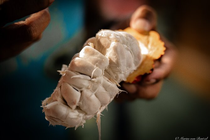 Day Trip Churute Howler Monkey Observation and Chocolate Making - Open-Air Cacao Roasting: Seeing Chocolate Start as a Farm Process