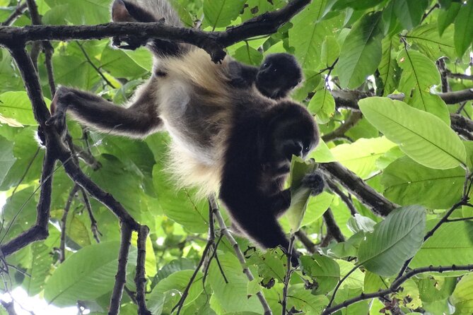 Day Trip Churute Howler Monkey Observation and Chocolate Making - Getting There: Private Vehicle, Hotel Pickup, and a 7-Hour Flow