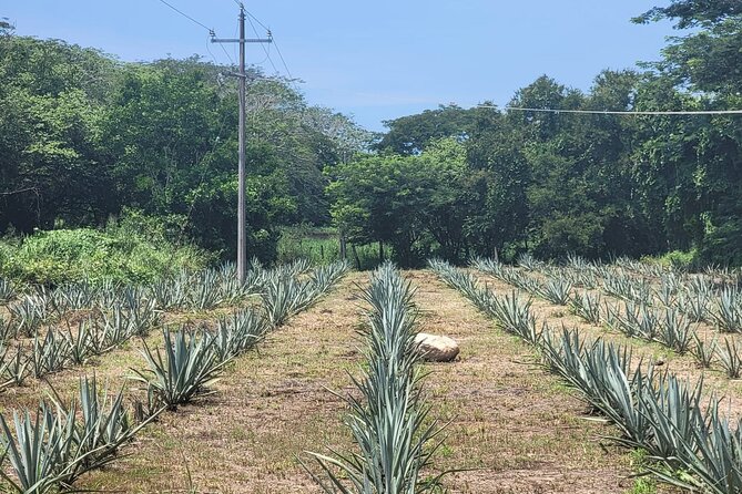 Finca 18 Puerto Vallarta Tequila Tour + Chocolate Pairing - Shopping after the tasting: bottles, gifts, and take-home value