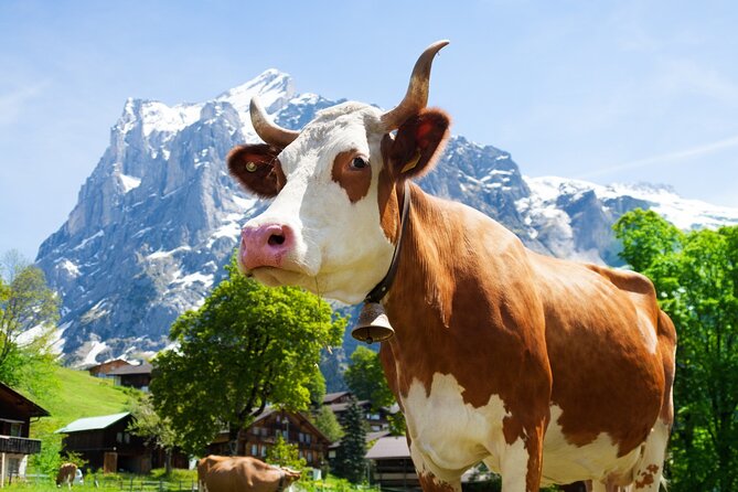 From Zurich: Rhine Falls, Chocolate and cheese factory (KTZ373) - Appenzeller Schaukaserei cheese factory: a quick stop with real samples