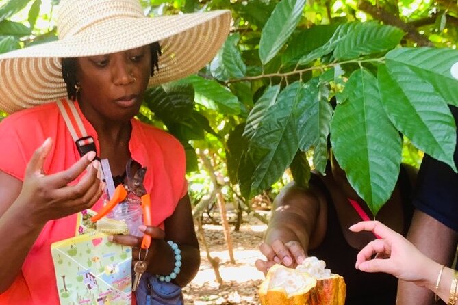 Full Day Experience to Farm and Chocolate - Cafe and Souvenir Time: Keep the Sweetness Going
