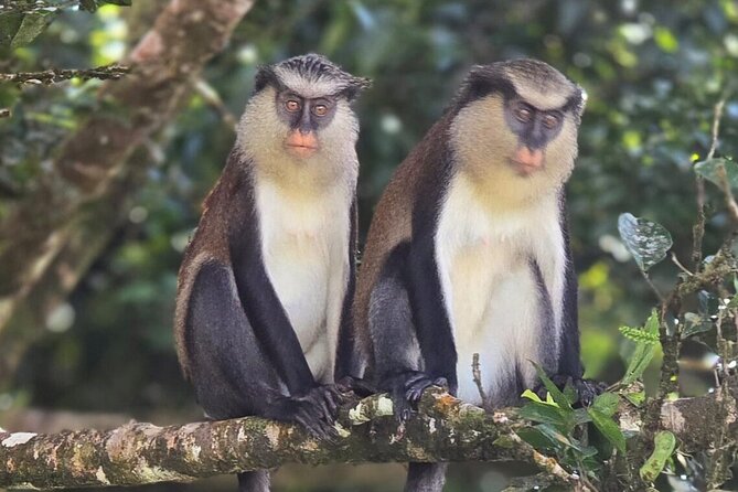 Full-Day Tour: Concord Waterfall, Chocolate Factory, Rum Distillery, Grand Etang - Grand Etang Lake: a short rainforest hit inside Grenada’s national park