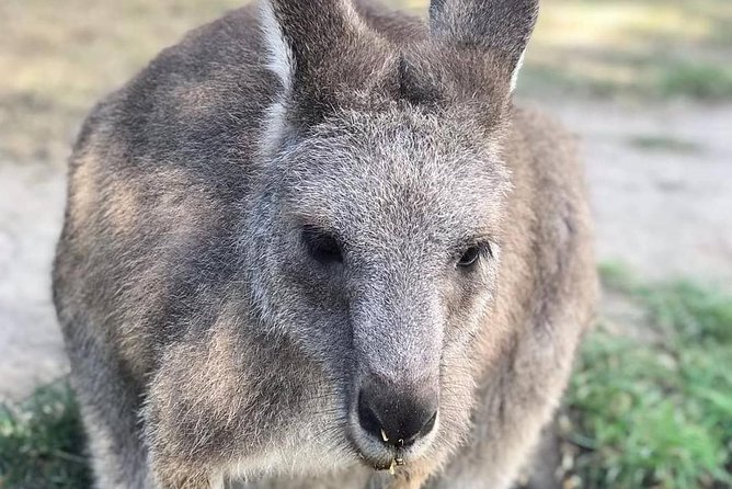 Great Ocean Road 12 Apostles kangaroo, koala and chocolate tour - Price and logistics: what you get for about $56.66