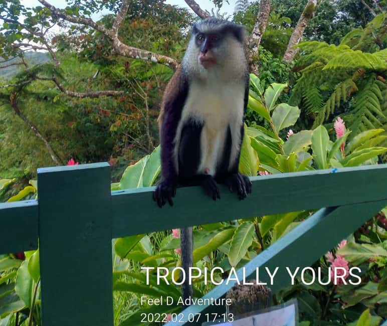 Grenada: Culture and Nature Island Tour with Chocolate & Rum - Annandale Waterfall Swim: The Best Reward for the Sweatiest Part