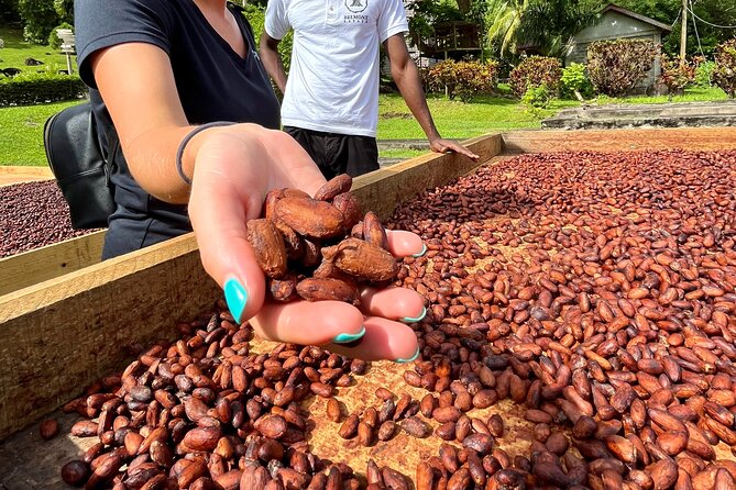 Grenada Half Day Tour: Fort, Spice, Falls, Chocolate & Lunch Stop - Jouvay Chocolate or Diamond: Bean-to-Bar Production in St. Mark